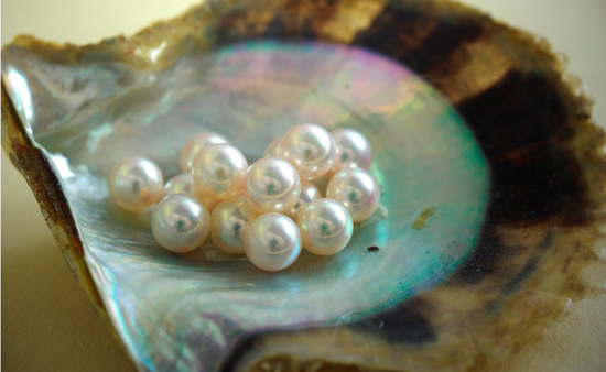 Akoya Pearls in Shell