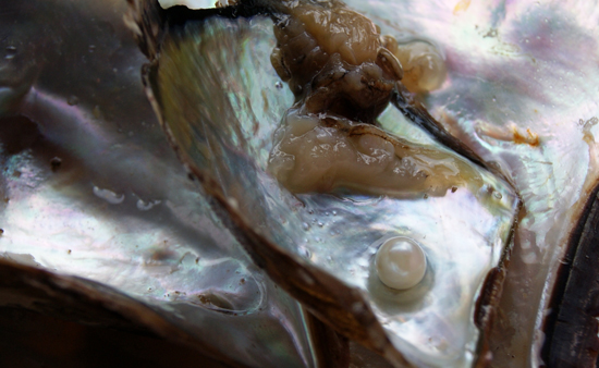 Cultured Pearl in Shell