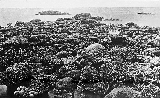 Queensland_State_Archives_1011_Exposed_Coral_Great_Barrier_Reef_c_1931
