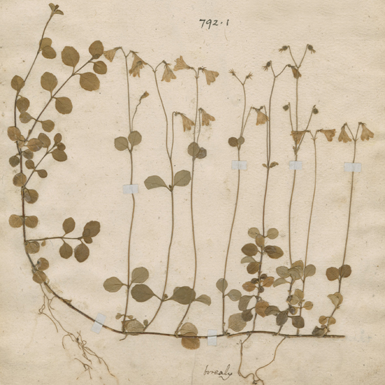 Linnaea Borealis