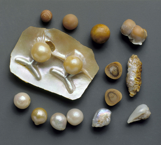 The Linnean Pearls